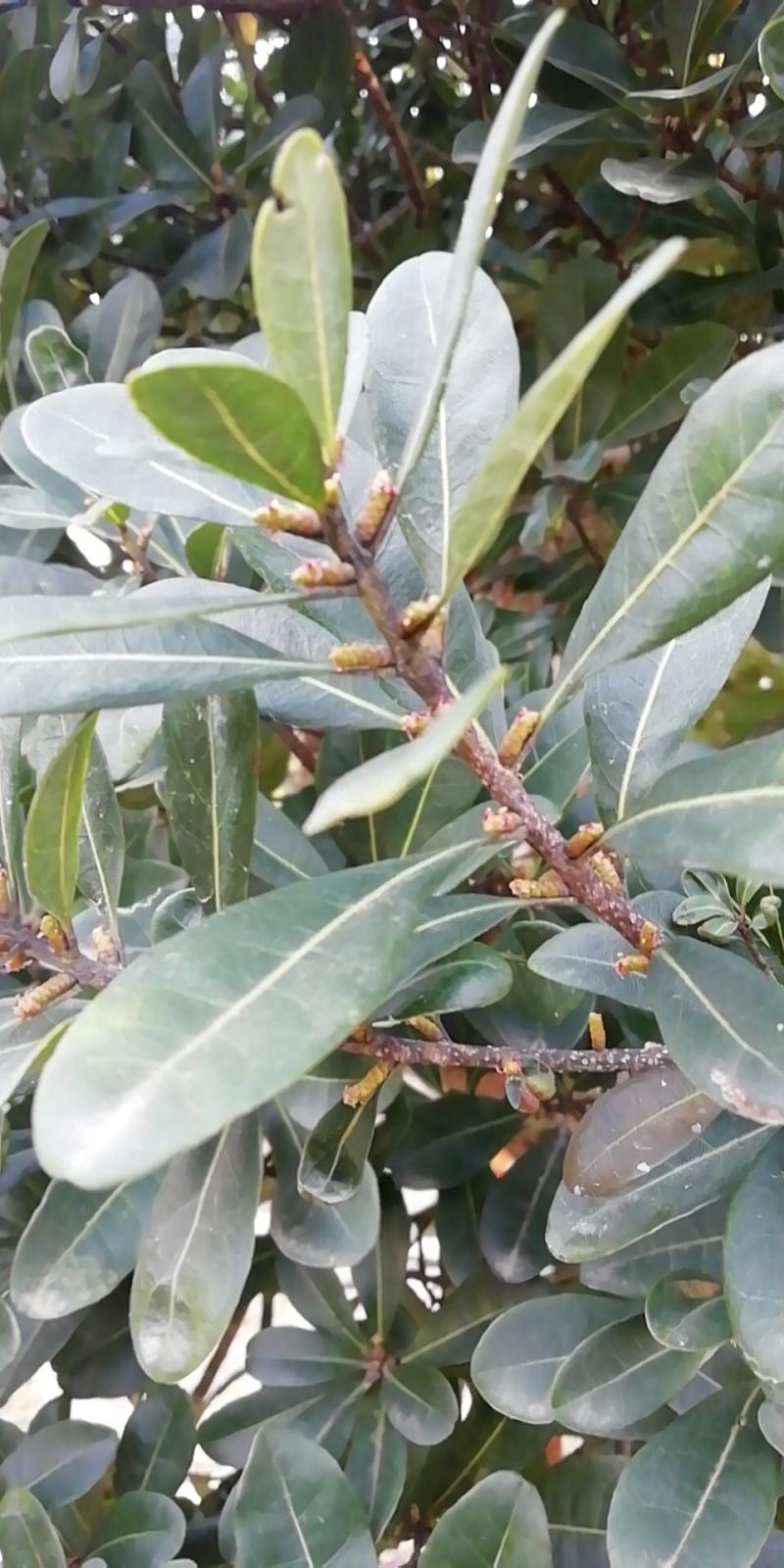 大粒酥杨梅盛花期