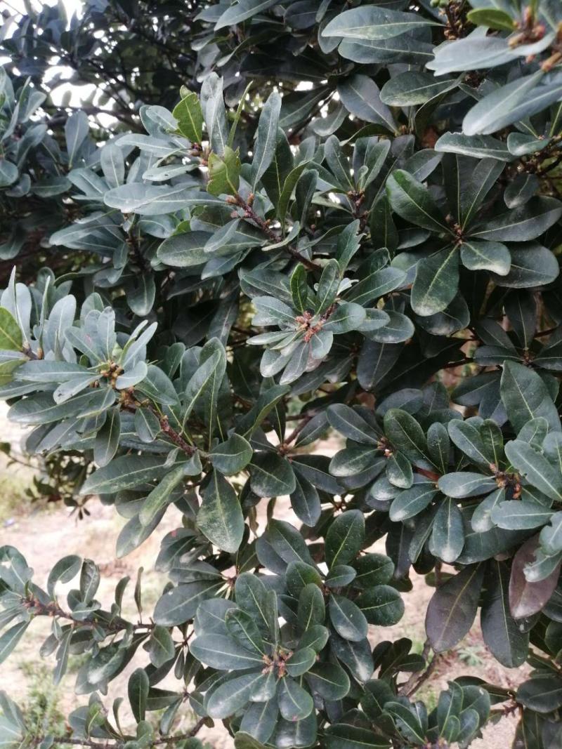 大粒酥杨梅盛花期