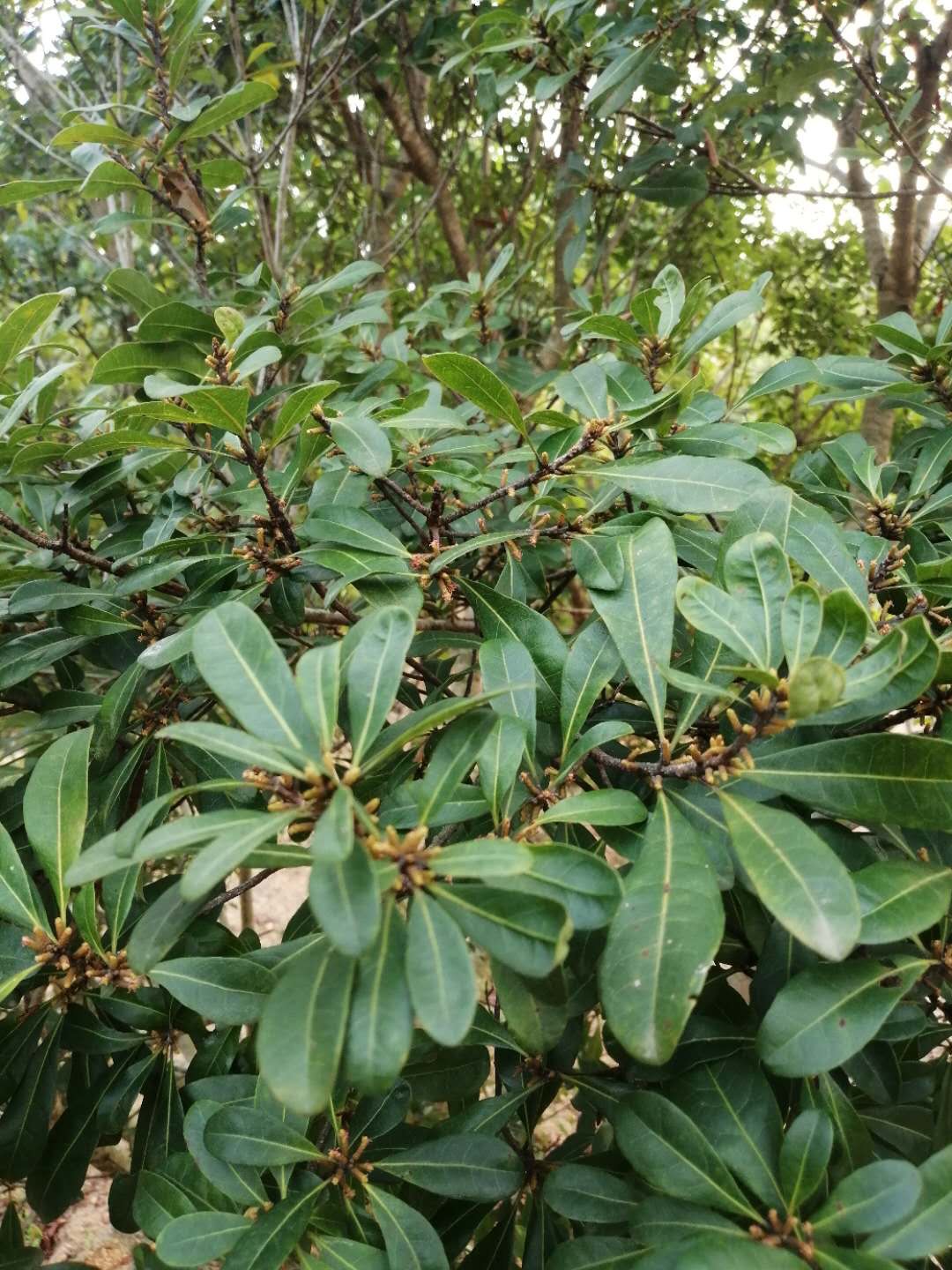 乌酥杨梅开花期
