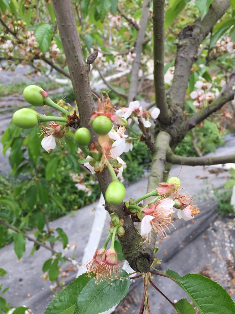 南方大樱桃坐果问题讨论