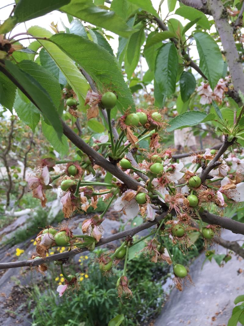 南方大樱桃坐果问题讨论