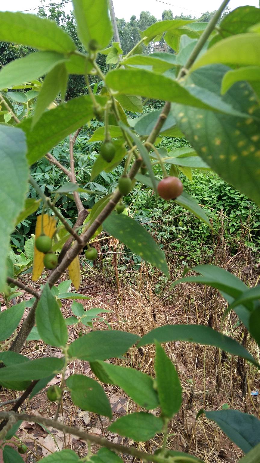 文丁果本地叫文定果.味道相似冬瓜茶