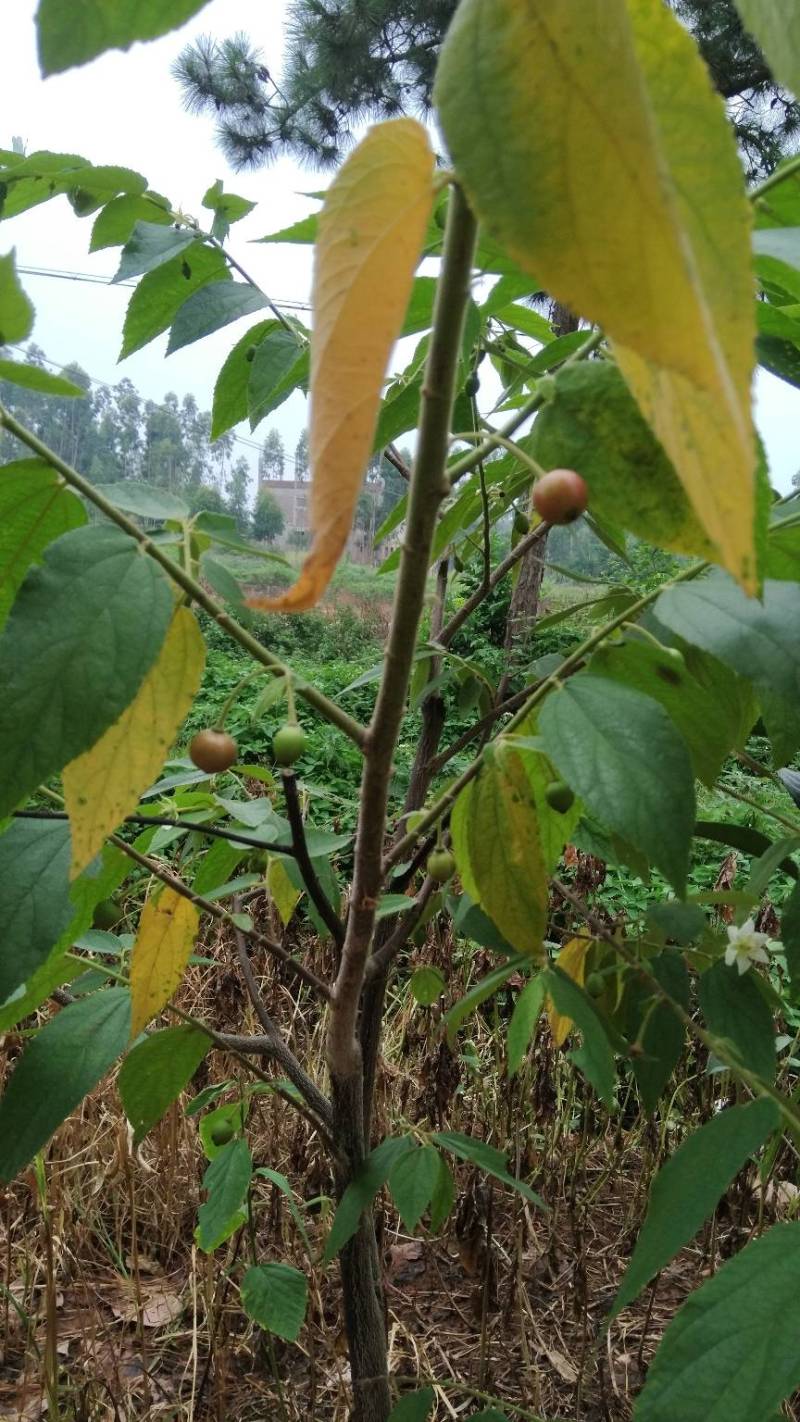 文丁果本地叫文定果.味道相似冬瓜茶