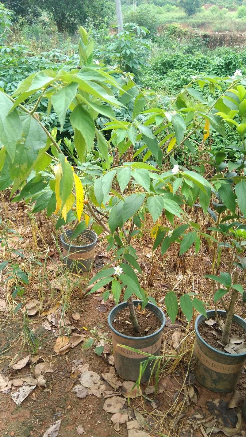 文丁果本地叫文定果.味道相似冬瓜茶