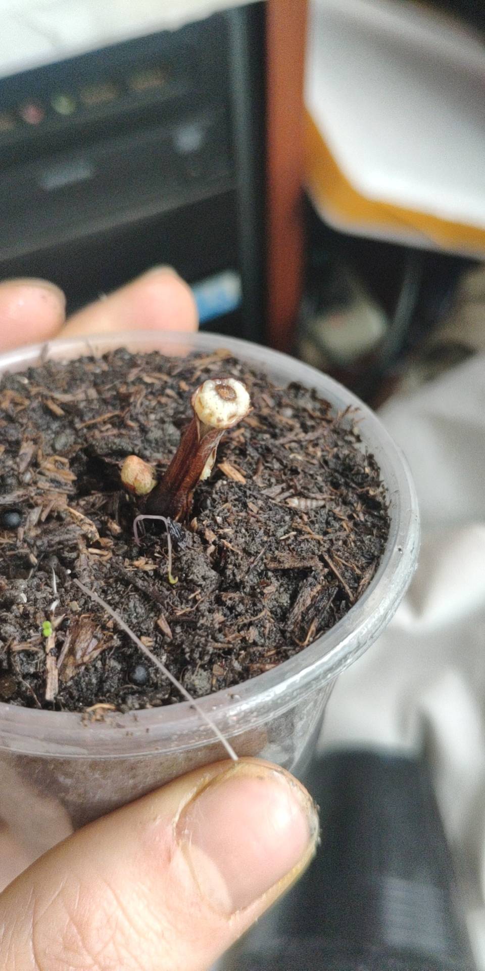 单芽扦插假一号,已出愈伤组织.