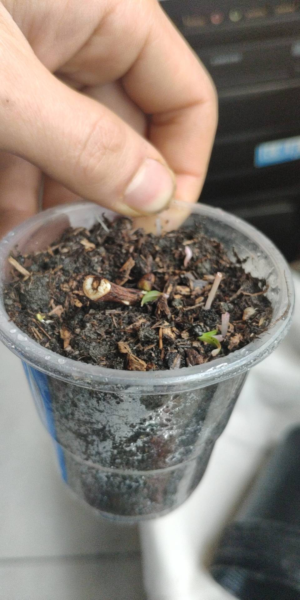 单芽扦插假一号,已出愈伤组织.