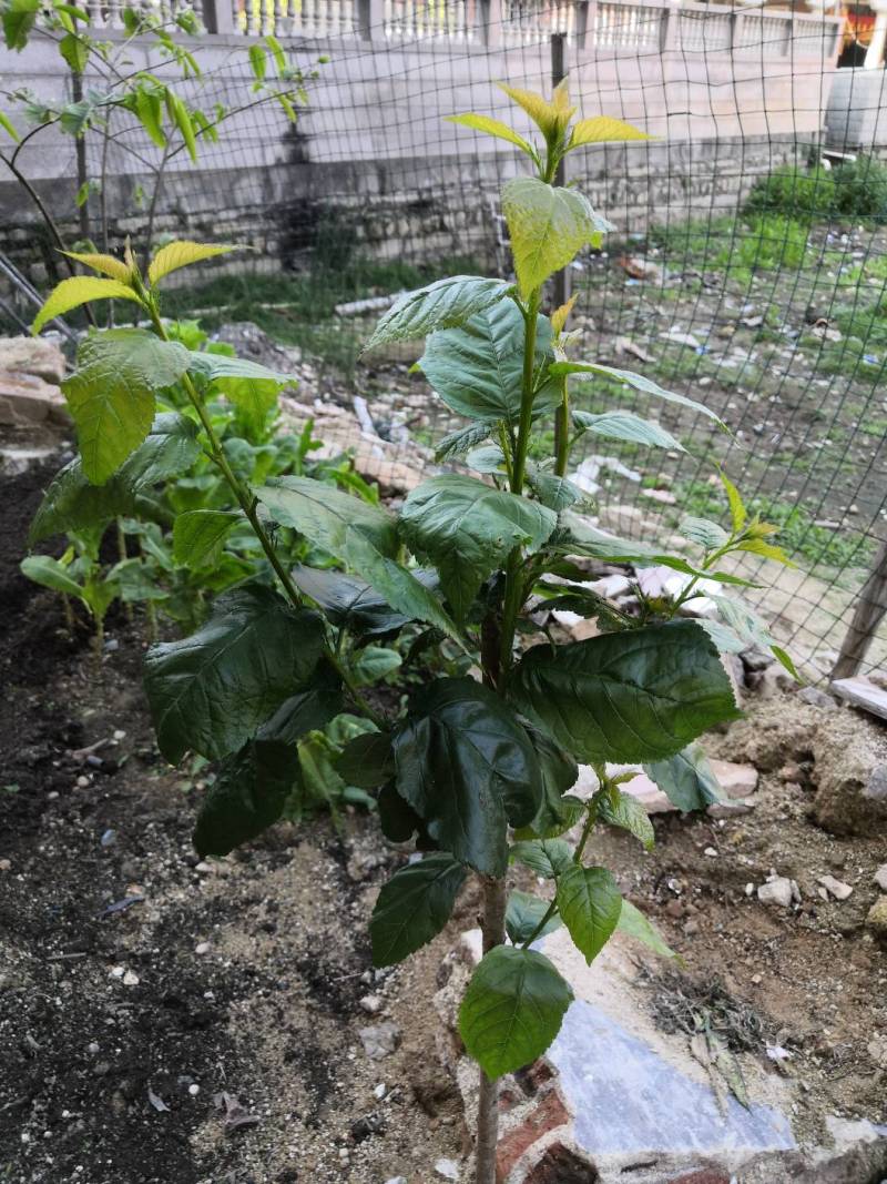 请问我这棵是红妃吗? - 樱桃论坛 - 水果邦农人之家论坛