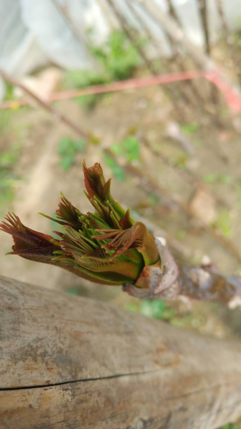 [转](安徽省亳州市)转让黑油香椿树苗5份.