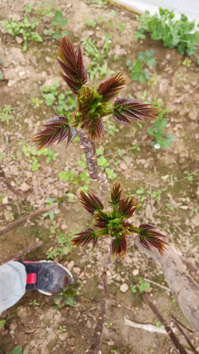 [转](安徽省亳州市)转让黑油香椿树苗5份.