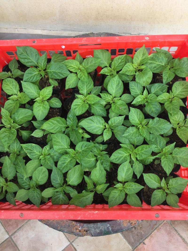 继续更新魔鬼辣椒苗想种的帮友多多支持