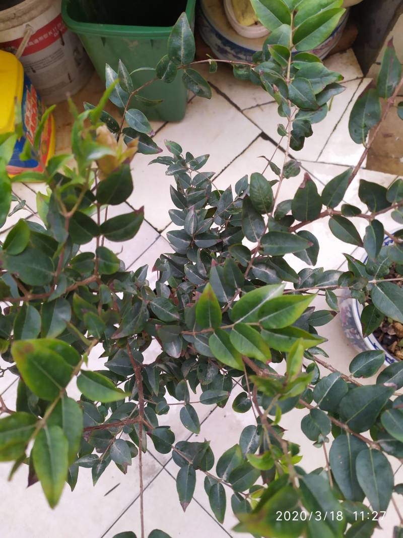 闽南大学120块大洋入手的福冈树葡萄大家来评评理是不是值得