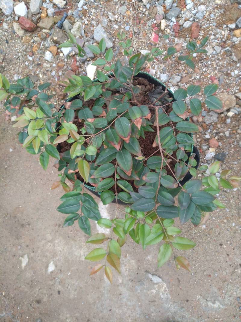 闽南大学120块大洋入手的福冈树葡萄大家来评评理是不是值得