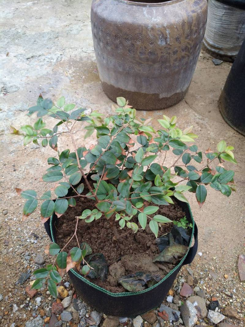 闽南大学120块大洋入手的福冈树葡萄大家来评评理是不是值得