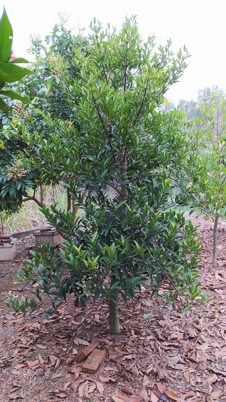 岭南山竹子始花 - 山竹(mangosteen) - 水果邦农人之家论坛