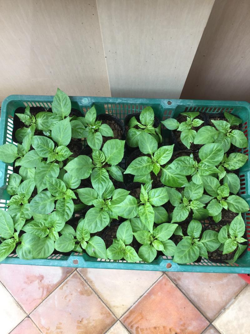 持续更新,超靓魔鬼辣椒苗