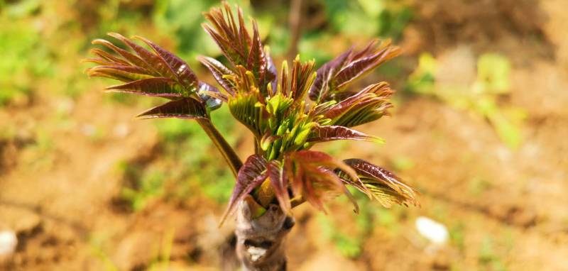 黑油香椿太棒了