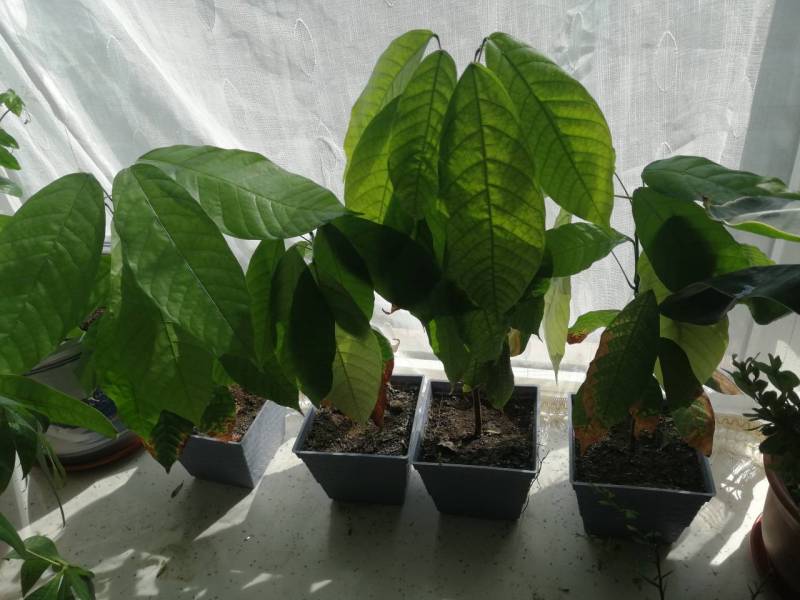 可可树苗,有喜欢的吗?