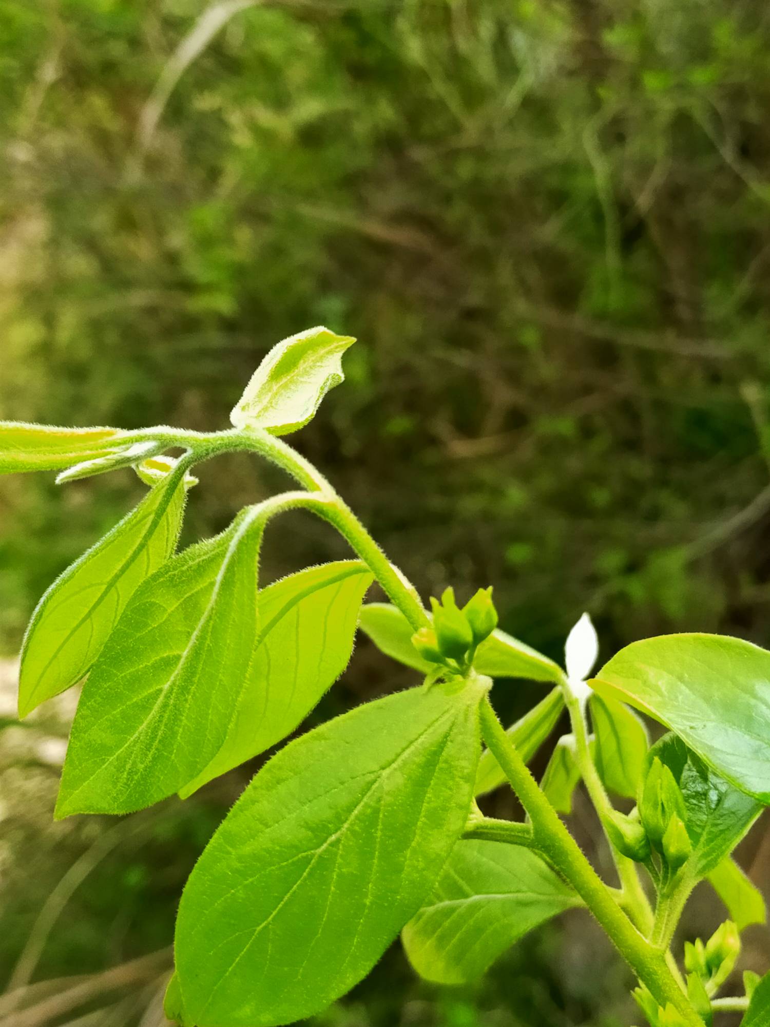 野柿砧木的雄花和雌花开放了