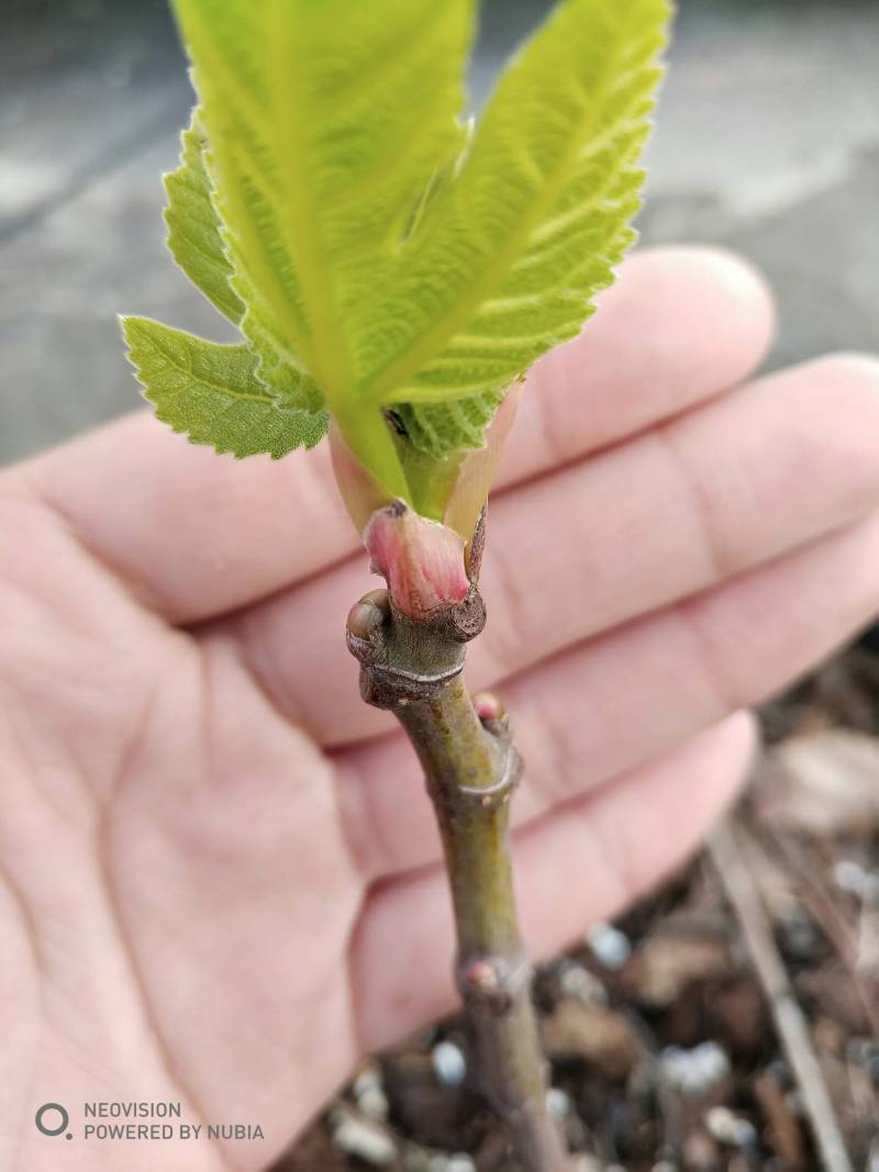 虹越买的黑爵士 - 无花果论坛 - 水果邦农人之家