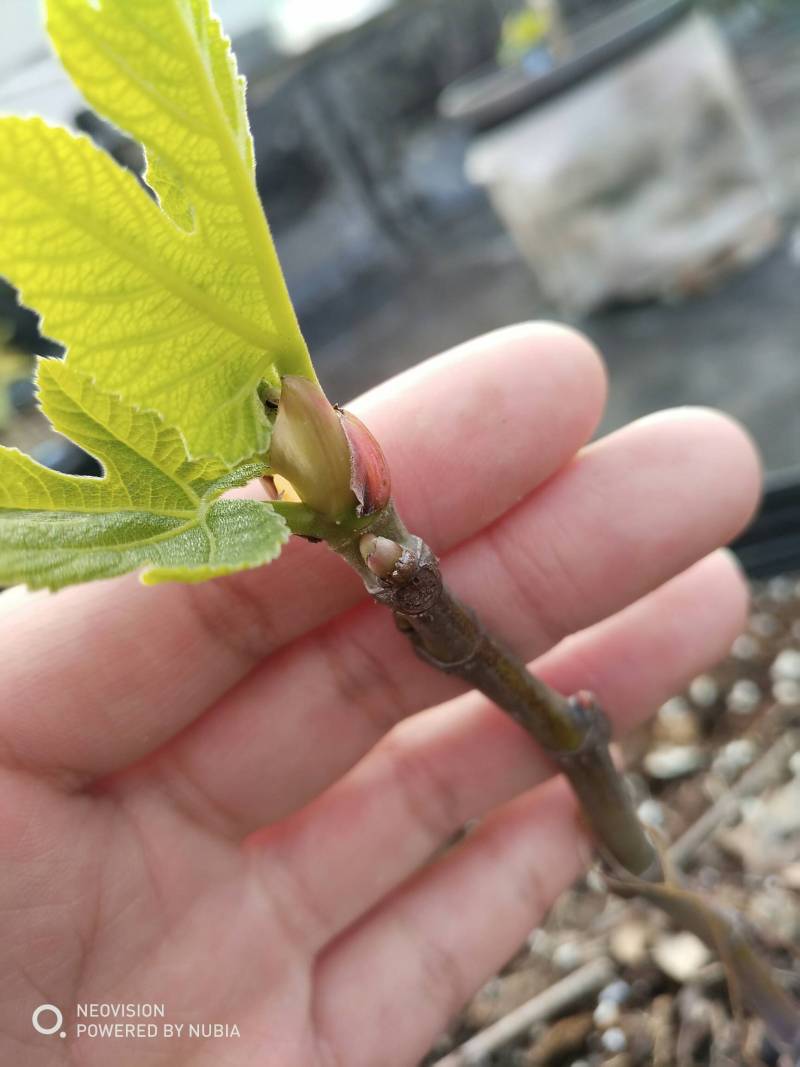 虹越买的黑爵士 - 无花果论坛 - 水果邦农人之家