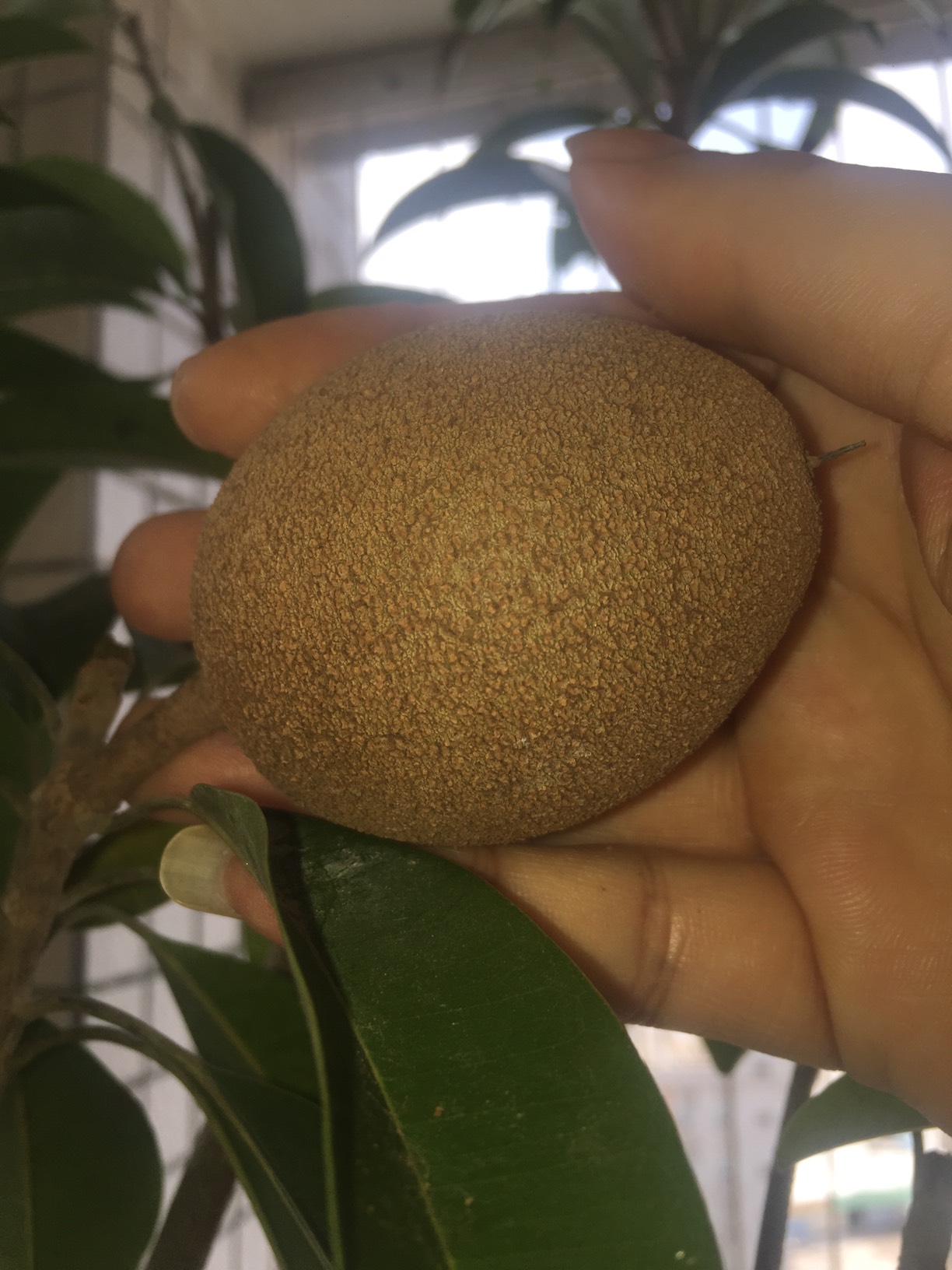 越南硬枝人心果