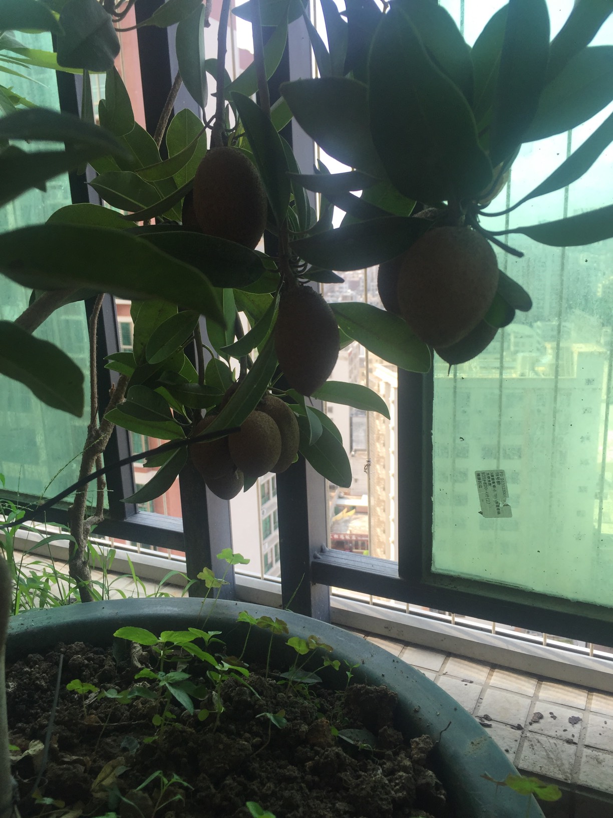 越南硬枝人心果