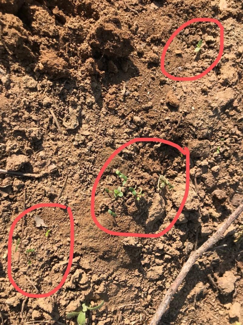 种子发芽率超级高,无意中发现一片波尔卡树莓苗. - 树莓论坛 - 水果邦