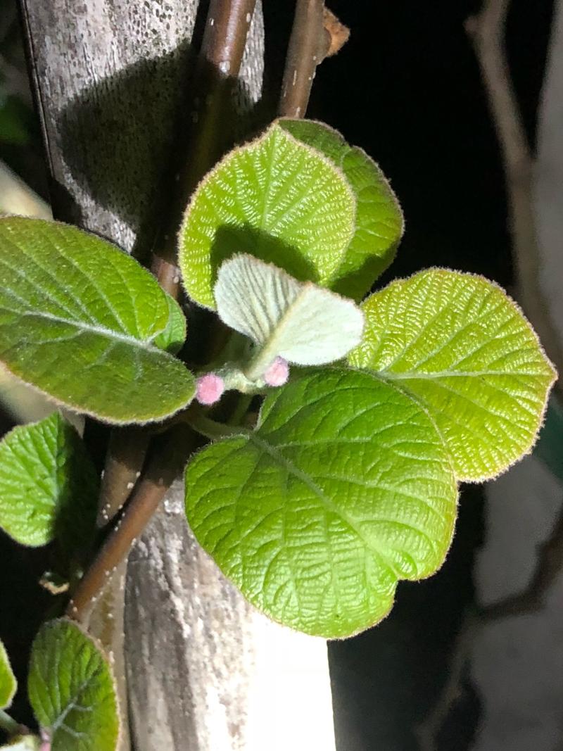 猕猴桃有花苞了