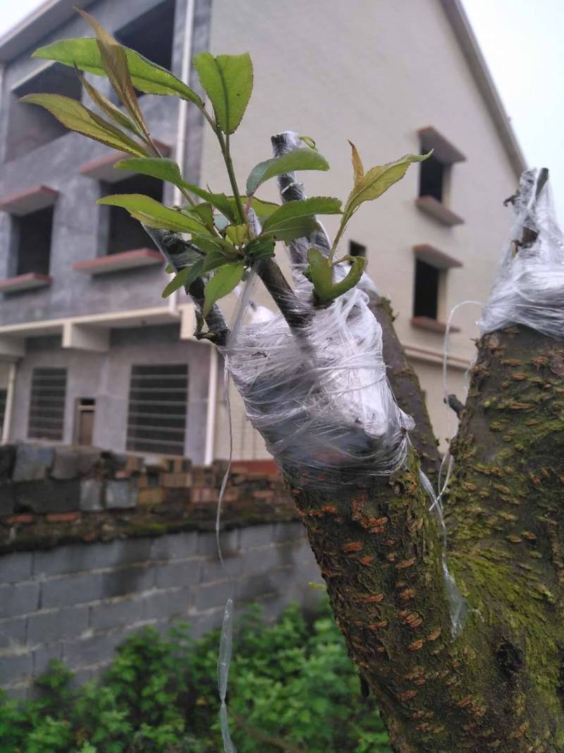 湖南2月15号嫁接的李子