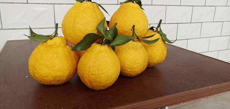 新品柠檬不知火