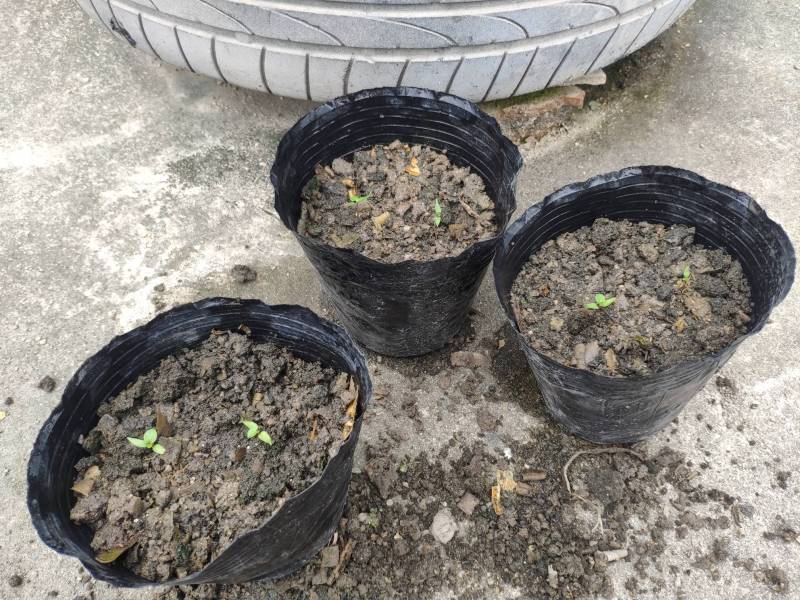 挤种子的五彩椒发芽了,变异的情况大吗?