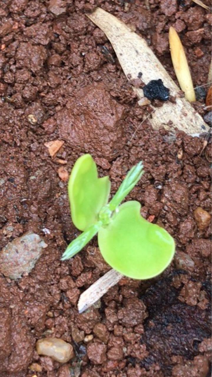 我种下的嘉宝果发芽了