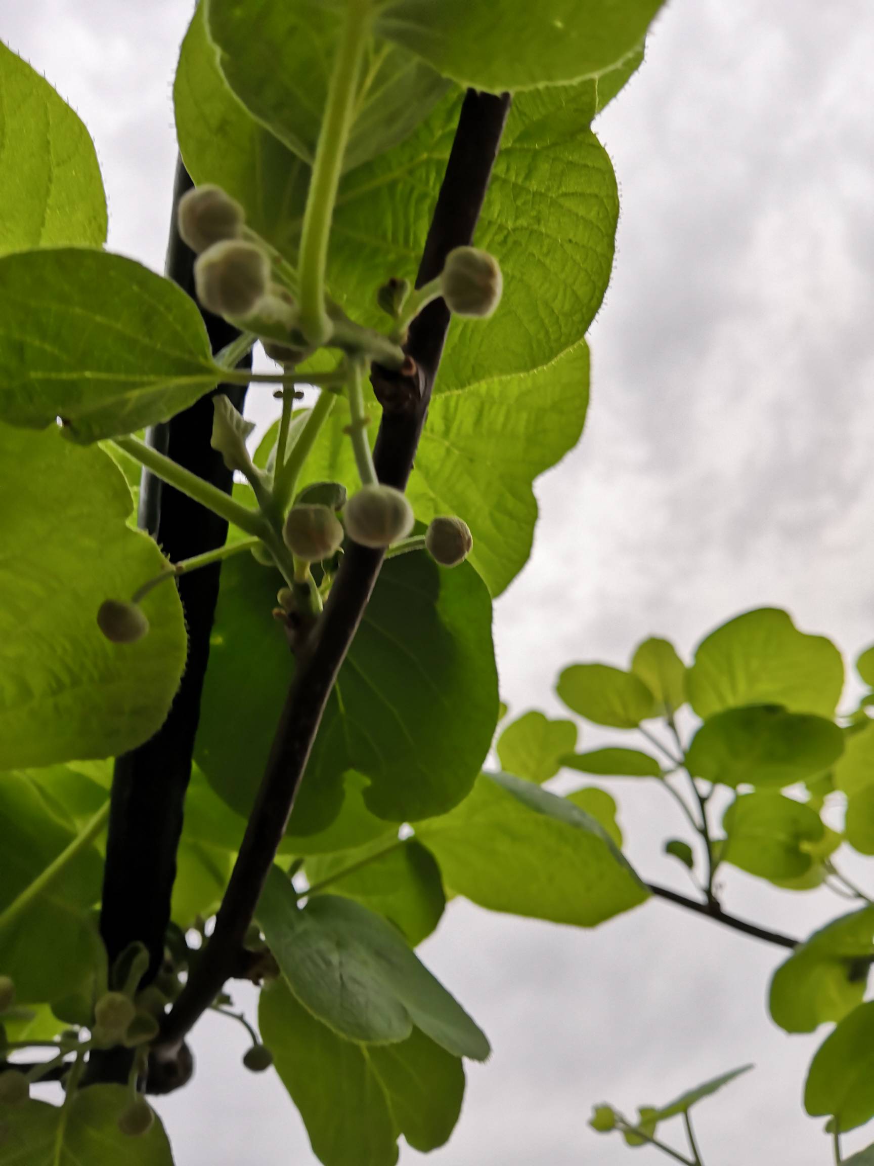 去年刚嫁接的猕猴桃