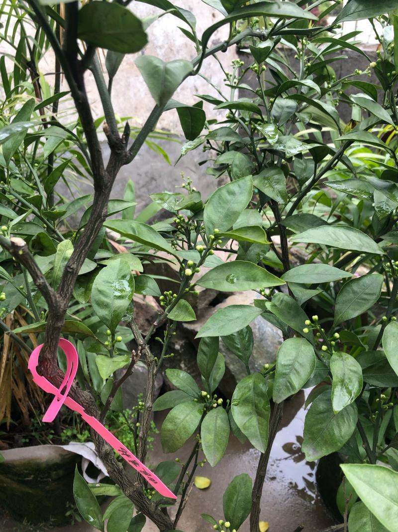 黄岩蜜桔 满树花苞 - 柑橘论坛 - 水果邦农人之家论坛