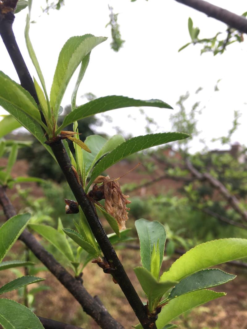 油桃树只开花不结果