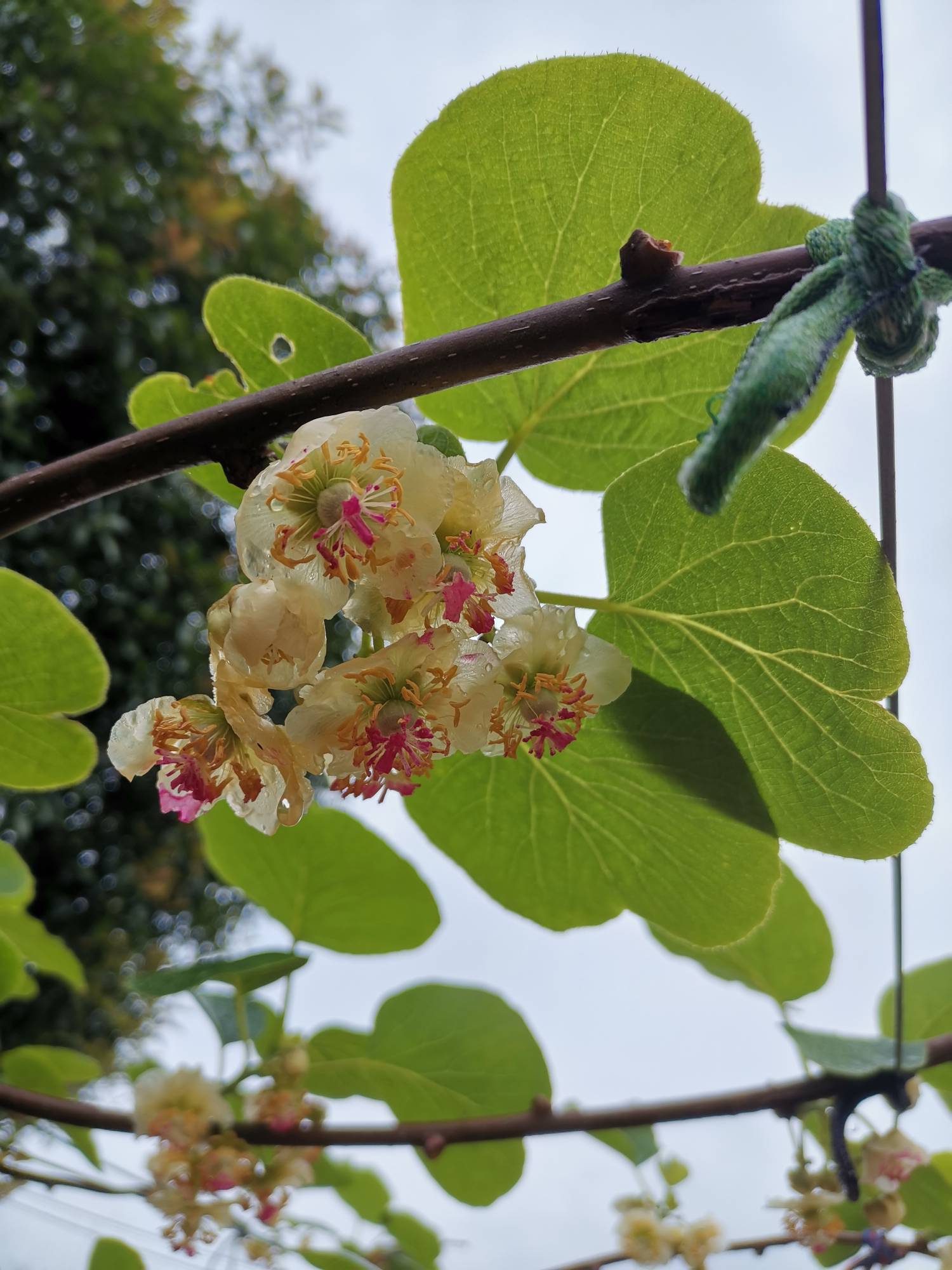 东红已完成80%的授粉.