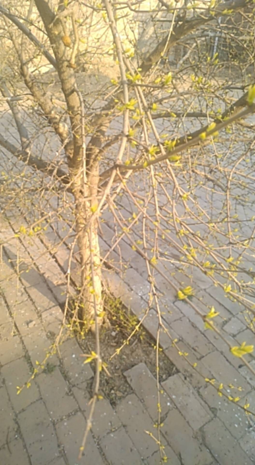 石榴树春天发芽的图片图片
