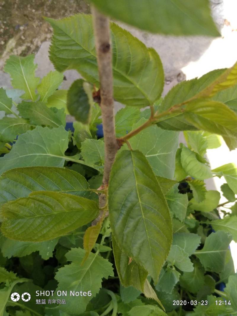 红妃樱桃不知对版吗