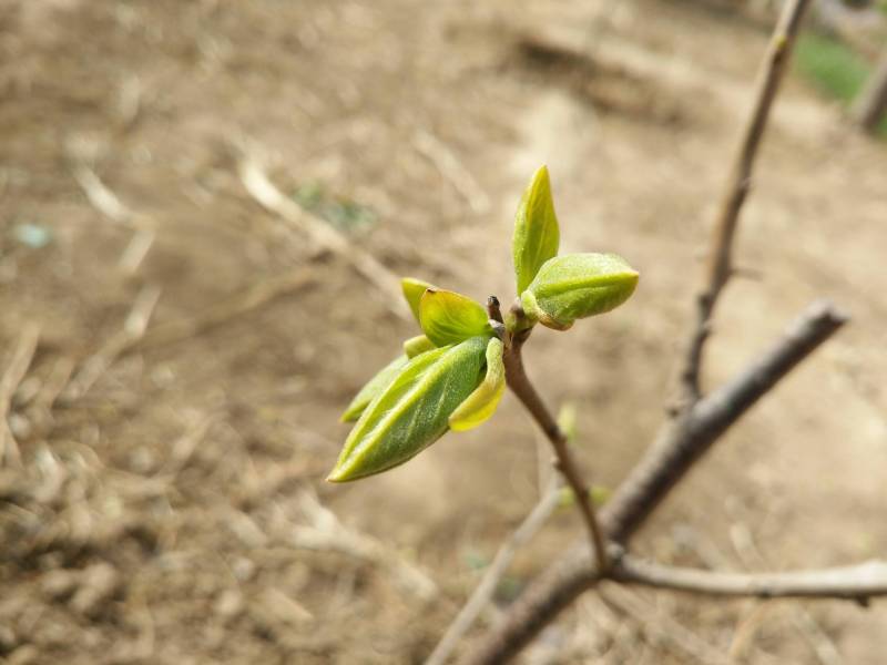 求鉴定 - 梨树论坛 - 水果邦农人之家