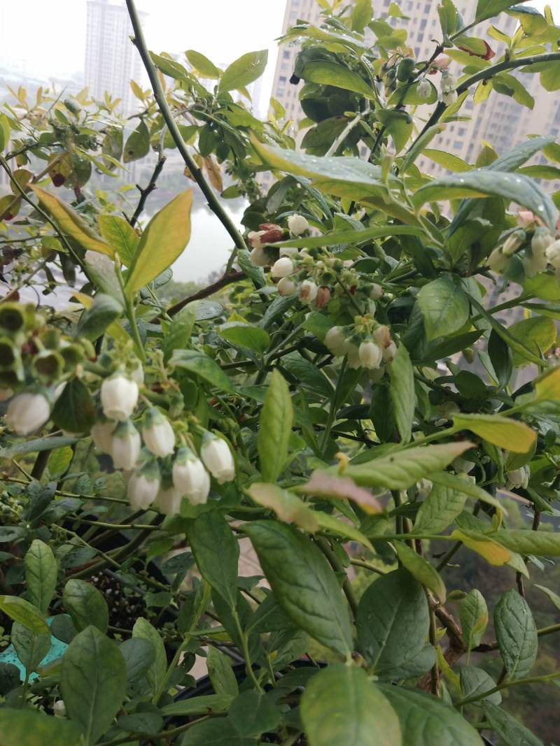 求助,前年底买的春高,去年没结果,今年满树花却不