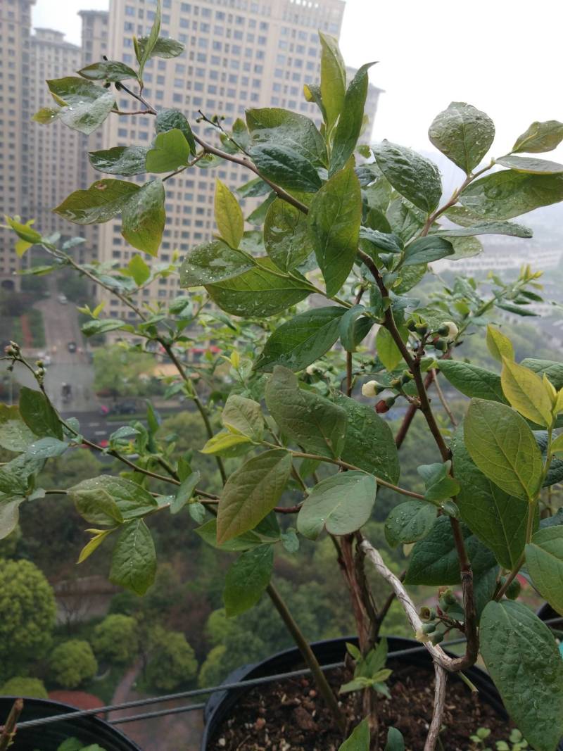 求助,前年底买的春高,去年没结果,今年满树花却不