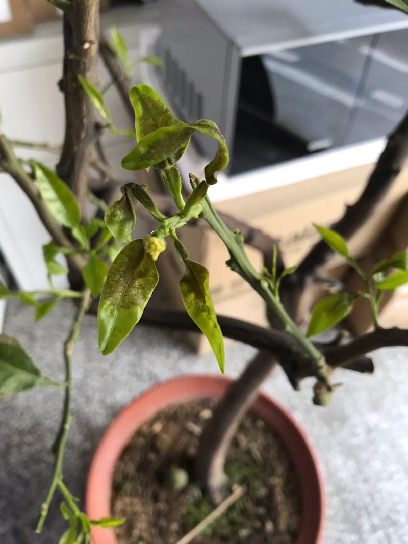 桔子树嫩枝芽发黑枯萎