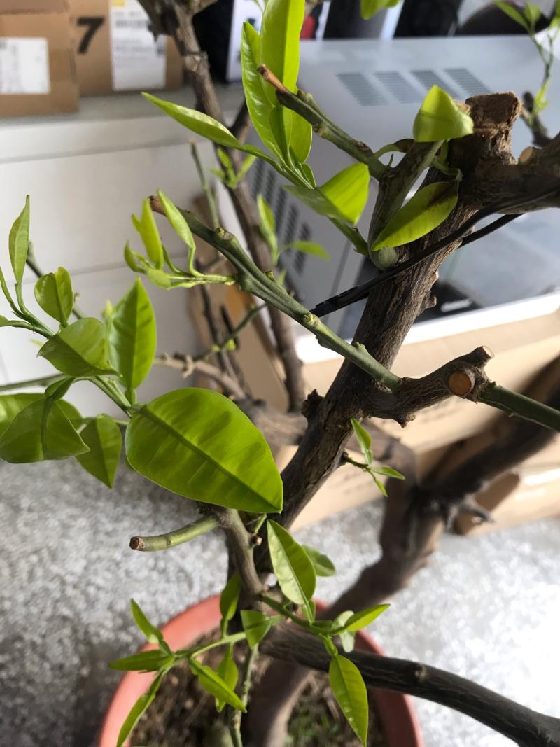 桔子树嫩枝芽发黑枯萎