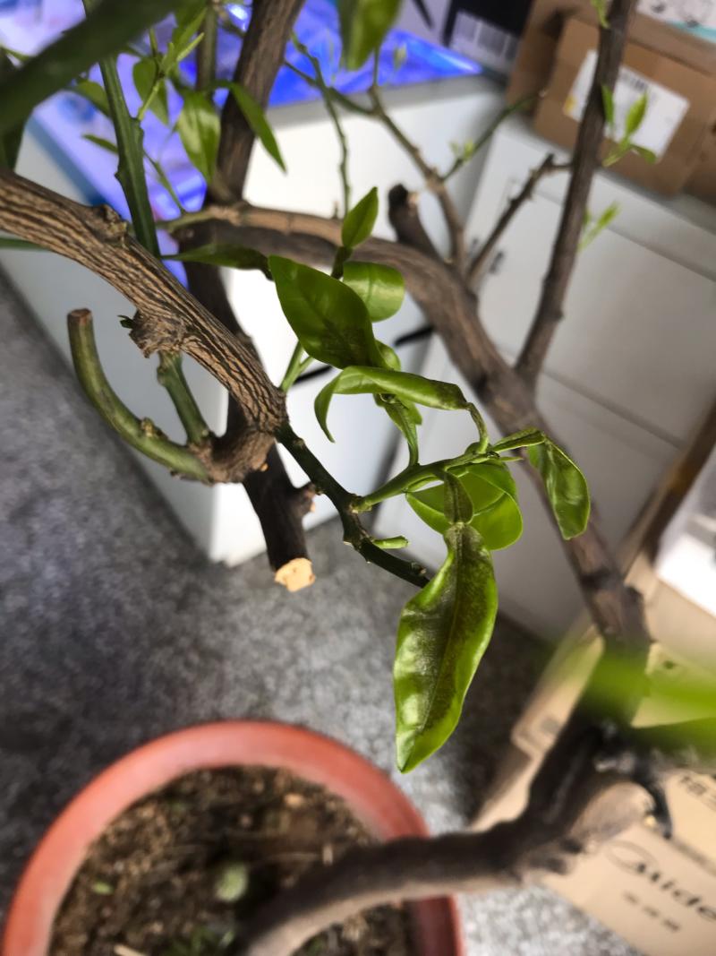 桔子树嫩枝芽发黑枯萎