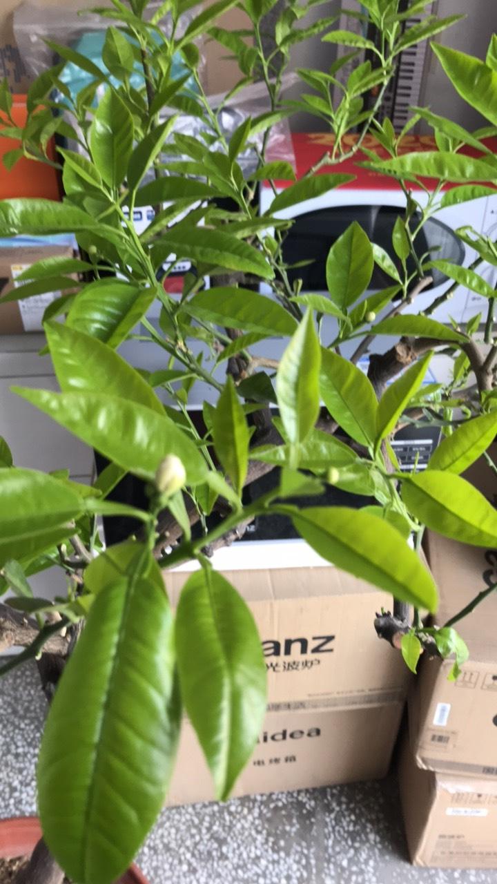 桔子树嫩枝芽发黑枯萎