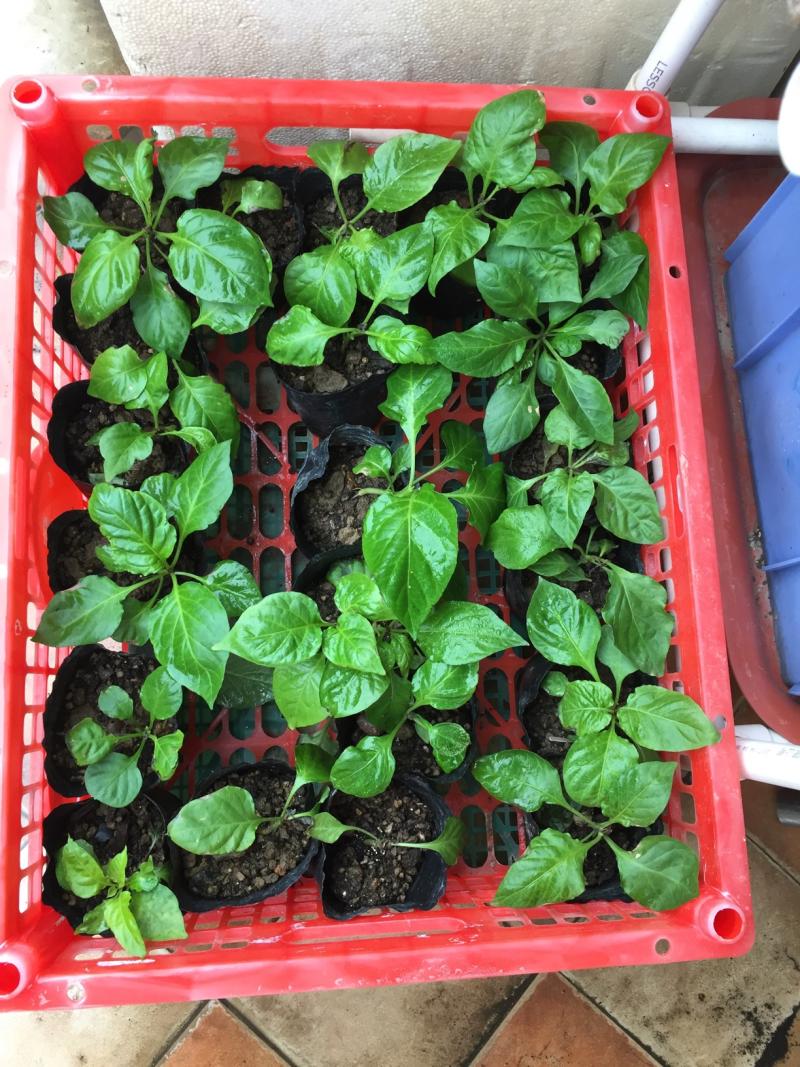 靓靓靓魔鬼辣椒苗,超壮