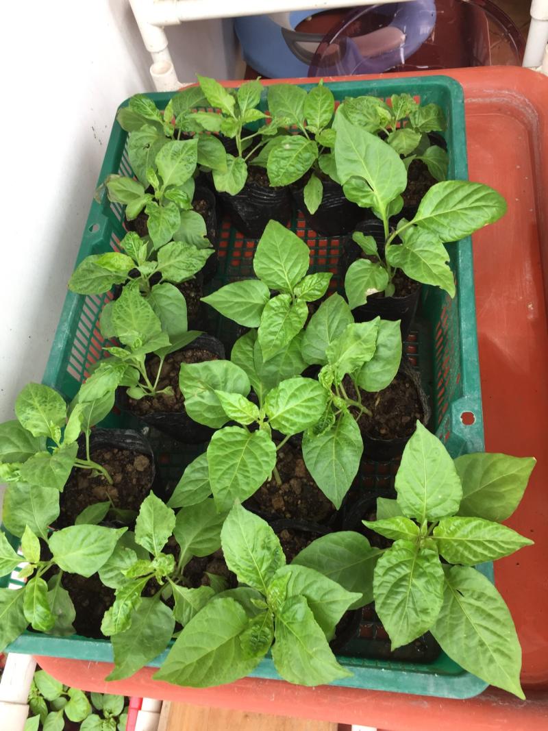 靓靓靓魔鬼辣椒苗,超壮