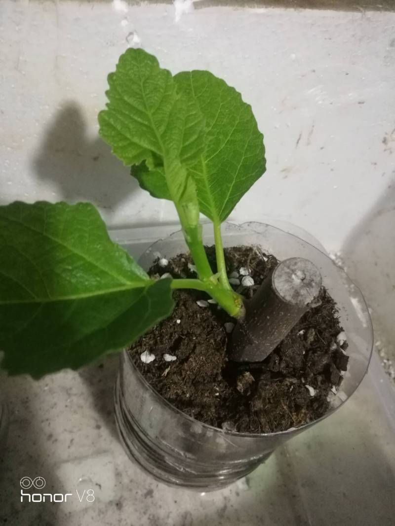 扦插小无 - 无花果论坛 - 水果邦农人之家论坛