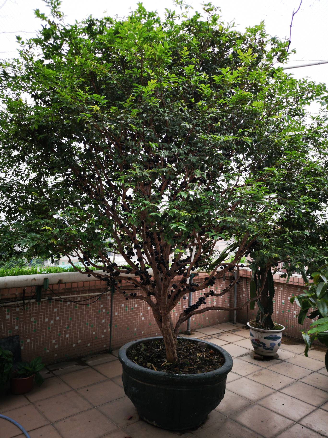 楼顶种的几种热带水果树开花结果了