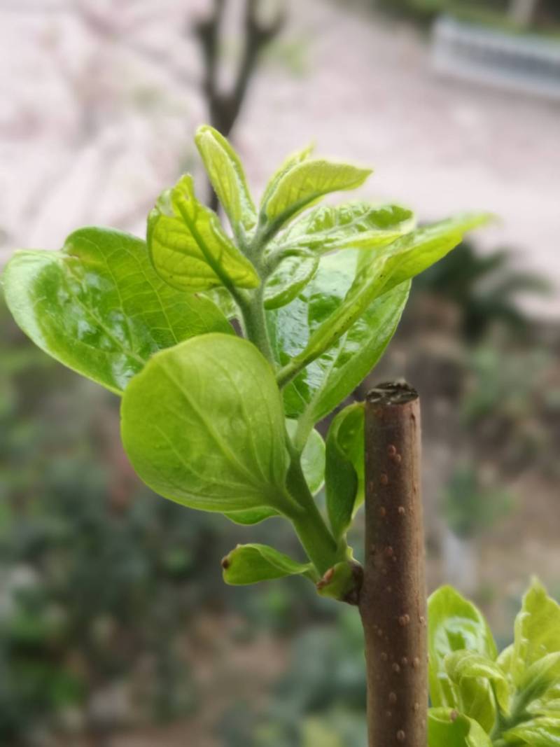 永定太秋盆栽,长了不少叶子,抹了部分芽 - 柿树论坛 - 水果邦农人之家